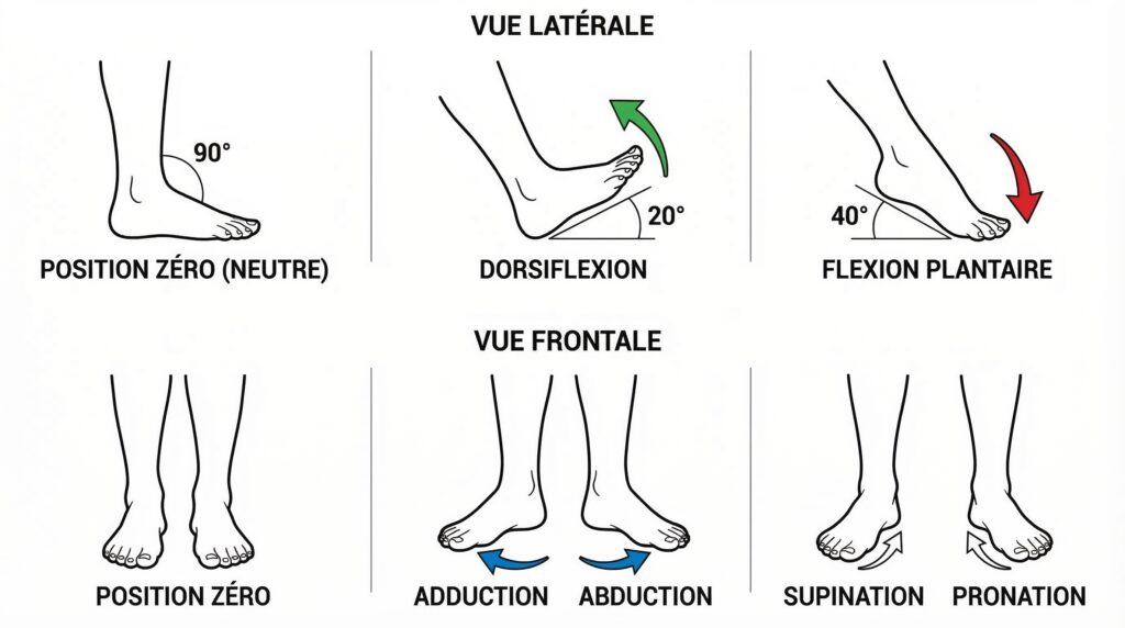  Mouvements de la cheville et du pied